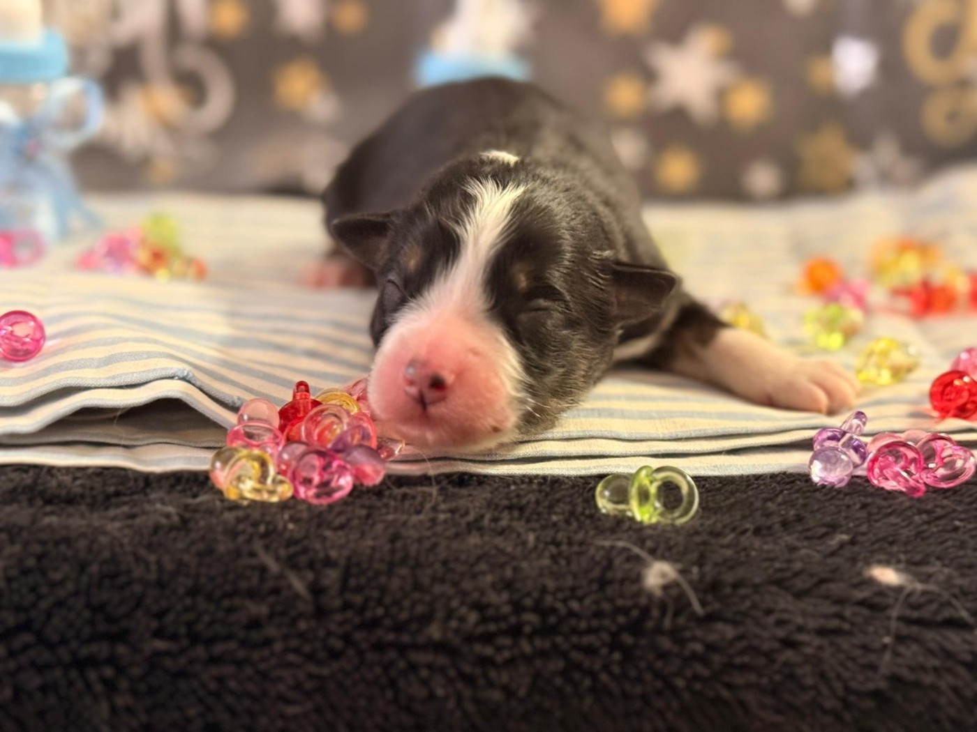 De La Vallée Du Bozançon - Chiots disponibles - Berger Australien