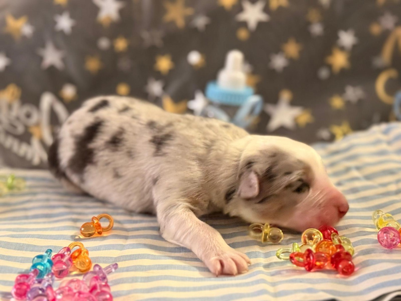 De La Vallée Du Bozançon - Chiots disponibles - Berger Australien