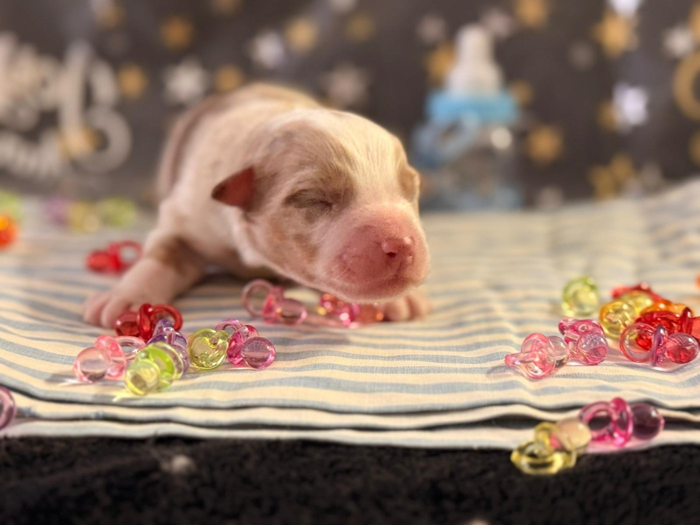 De La Vallée Du Bozançon - Chiots disponibles - Berger Australien