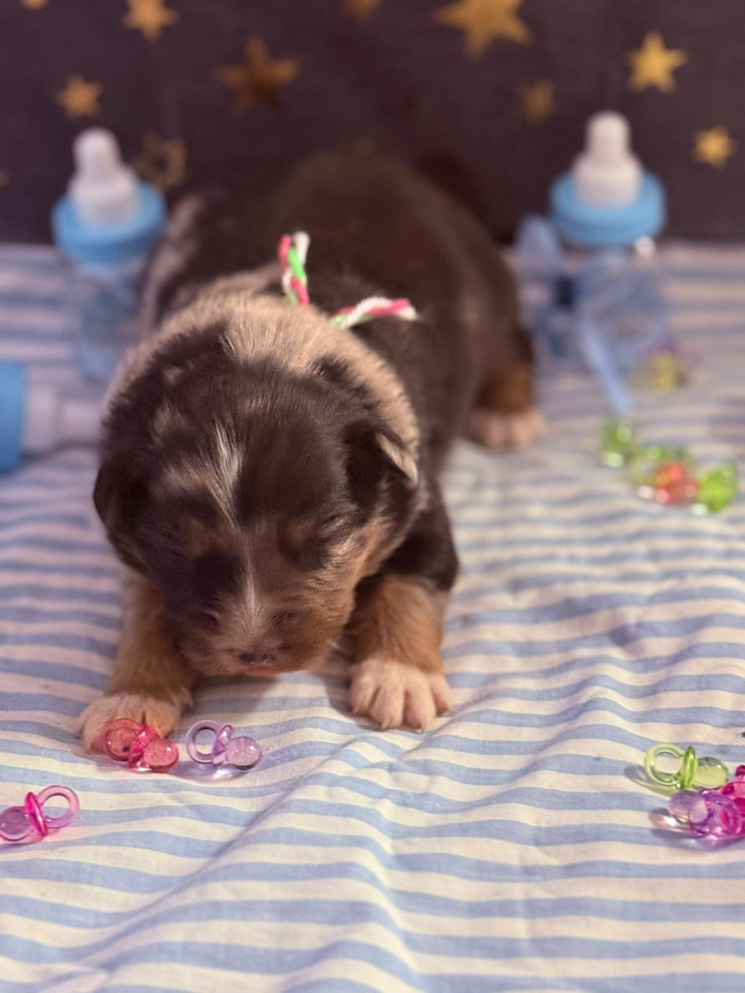 De La Vallée Du Bozançon - Chiots disponibles - Berger Australien