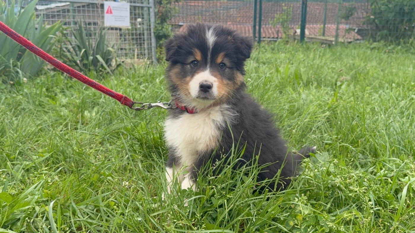 De La Vallée Du Bozançon - Chiots disponibles - Berger Australien