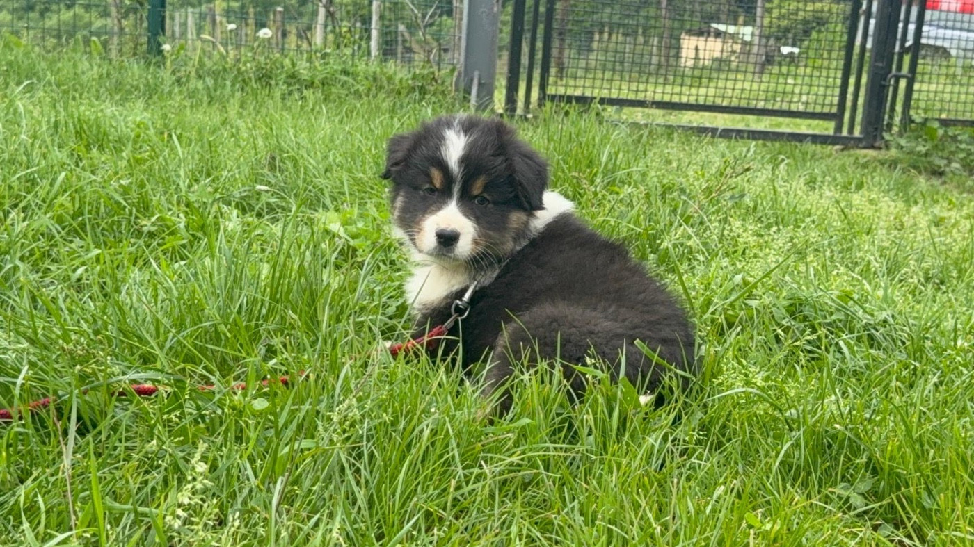 De La Vallée Du Bozançon - Chiots disponibles - Berger Australien