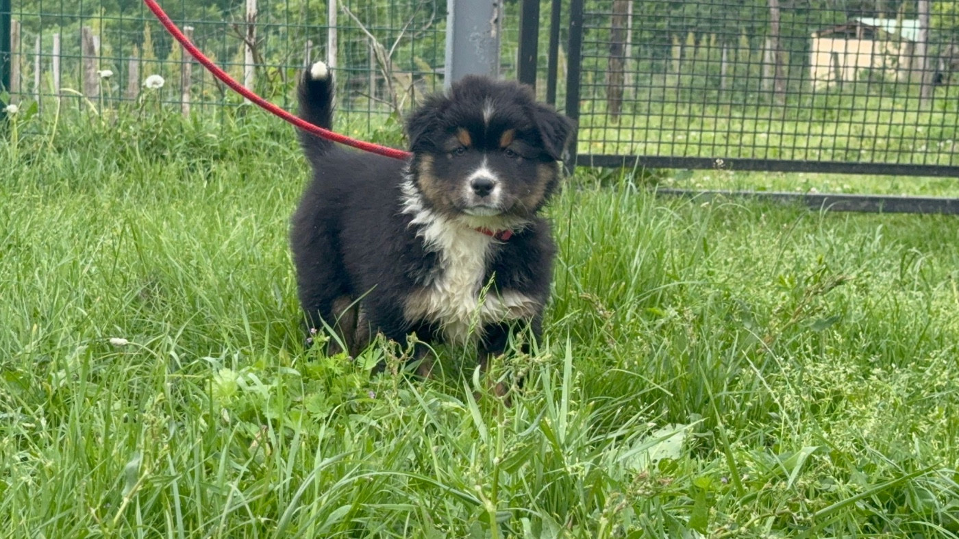 De La Vallée Du Bozançon - Chiots disponibles - Berger Australien