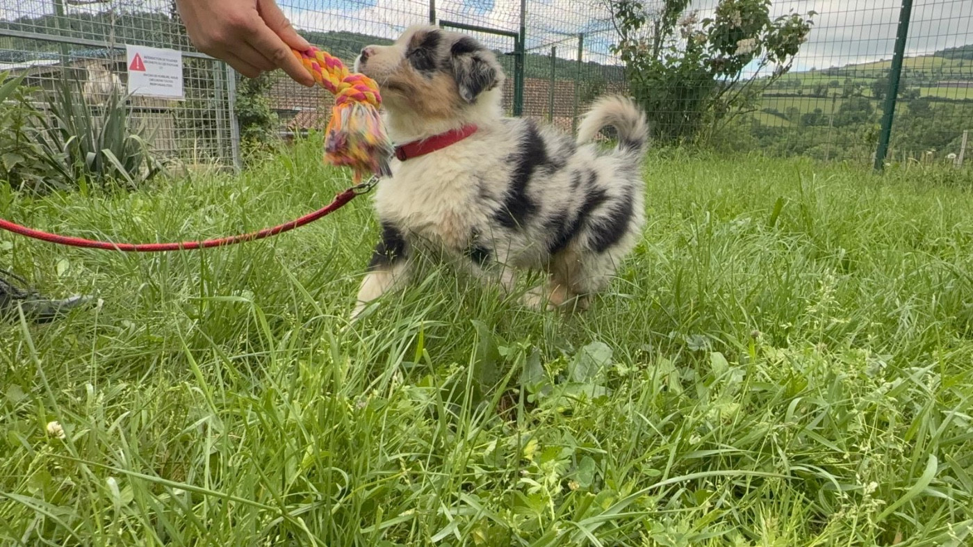 De La Vallée Du Bozançon - Chiots disponibles - Berger Australien