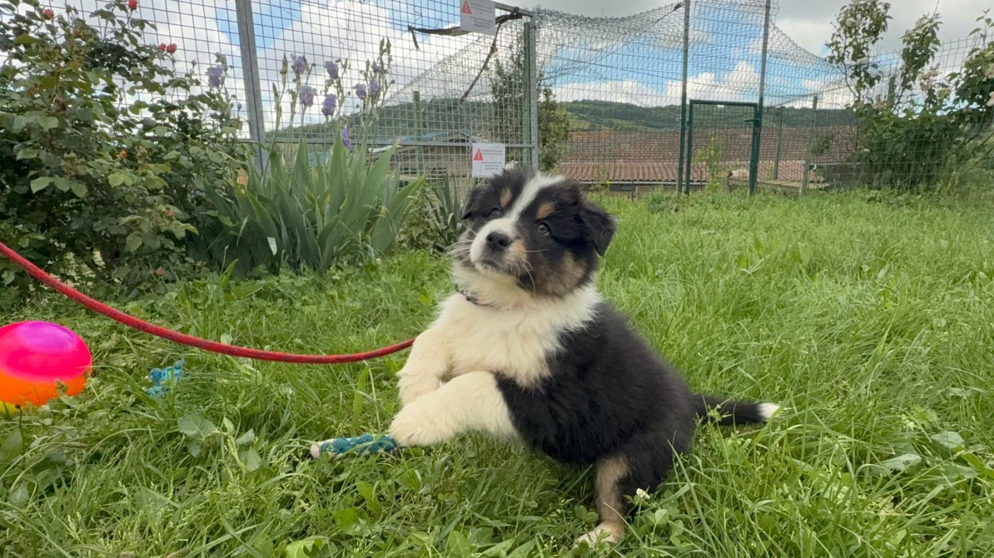De La Vallée Du Bozançon - Chiots disponibles - Berger Australien