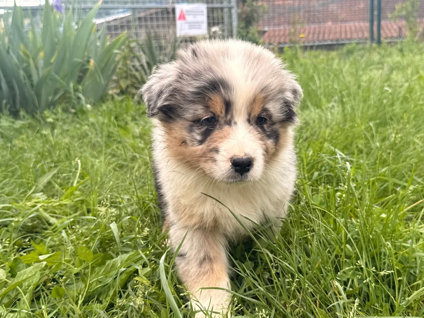 De La Vallée Du Bozançon - Chiots disponibles - Berger Australien