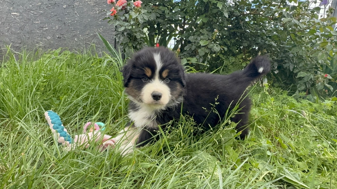 De La Vallée Du Bozançon - Chiots disponibles - Berger Australien