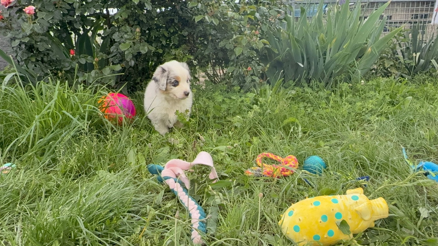 De La Vallée Du Bozançon - Chiots disponibles - Berger Australien