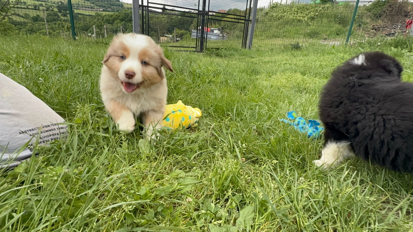 De La Vallée Du Bozançon - Chiots disponibles - Berger Australien
