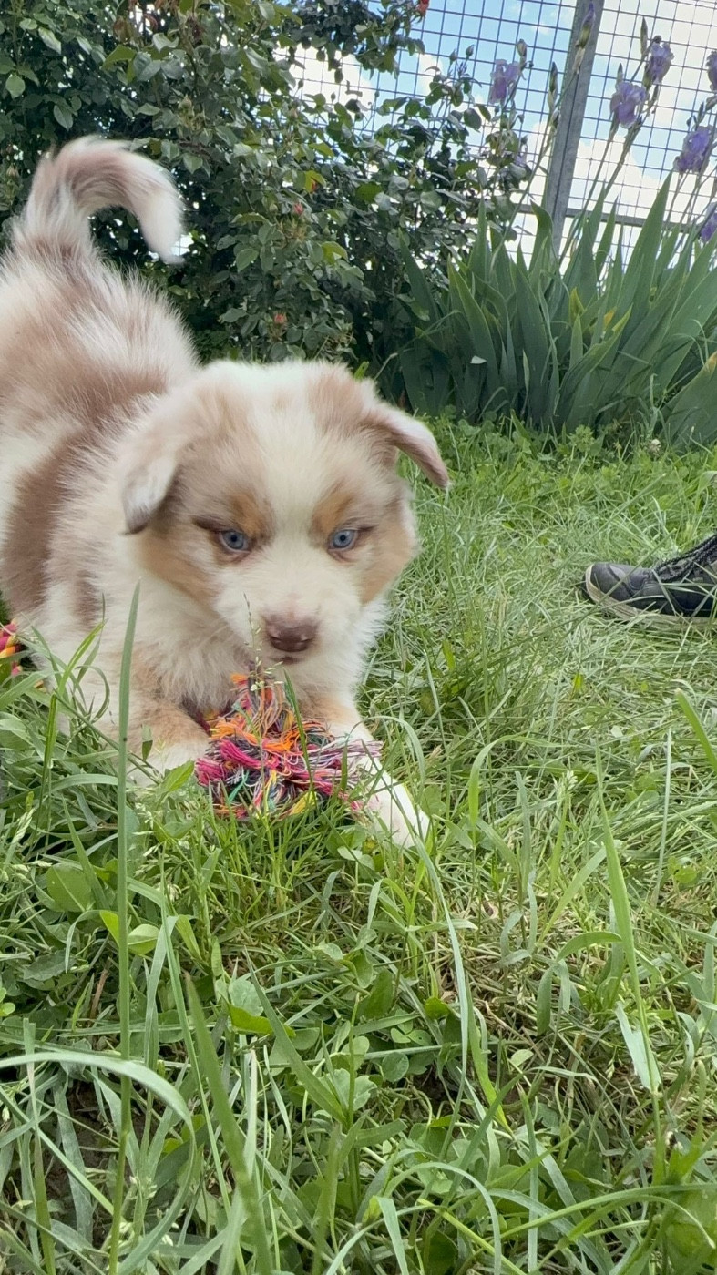 De La Vallée Du Bozançon - Chiots disponibles - Berger Australien
