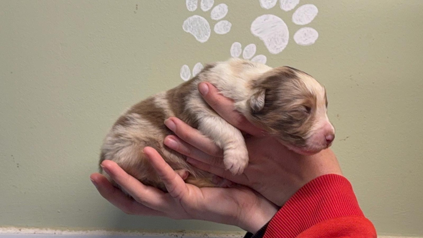 De La Vallée Du Bozançon - Chiots disponibles - Berger Australien