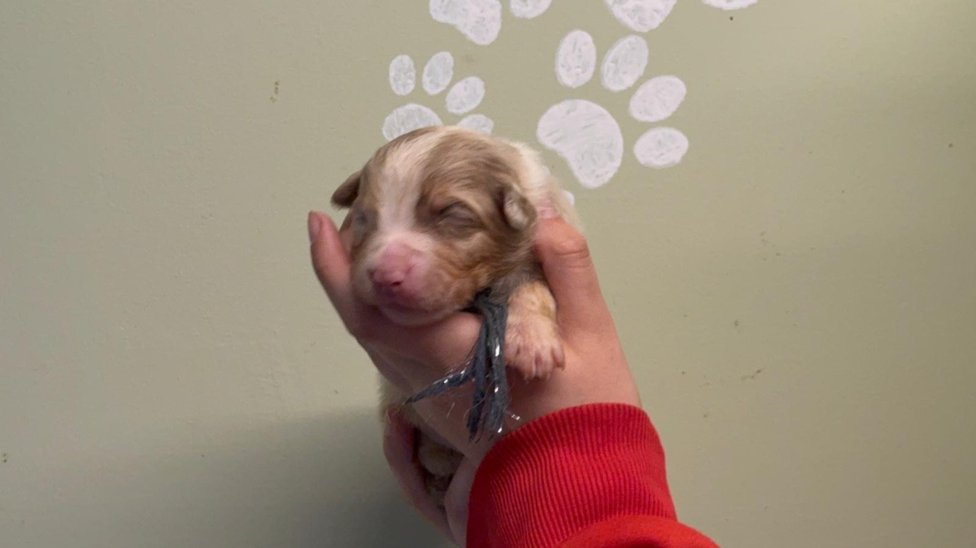 De La Vallée Du Bozançon - Chiots disponibles - Berger Australien