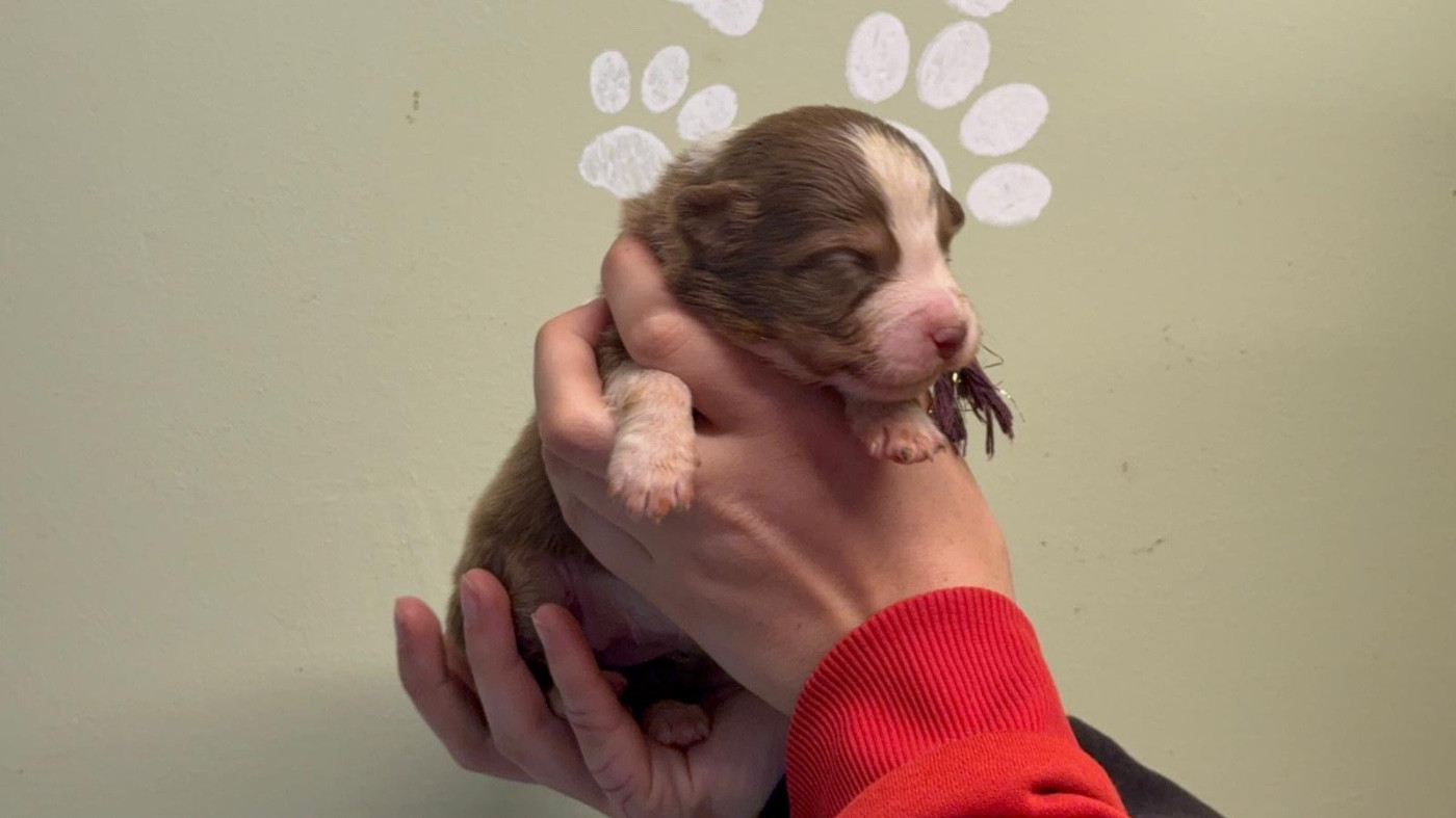 De La Vallée Du Bozançon - Chiots disponibles - Berger Australien