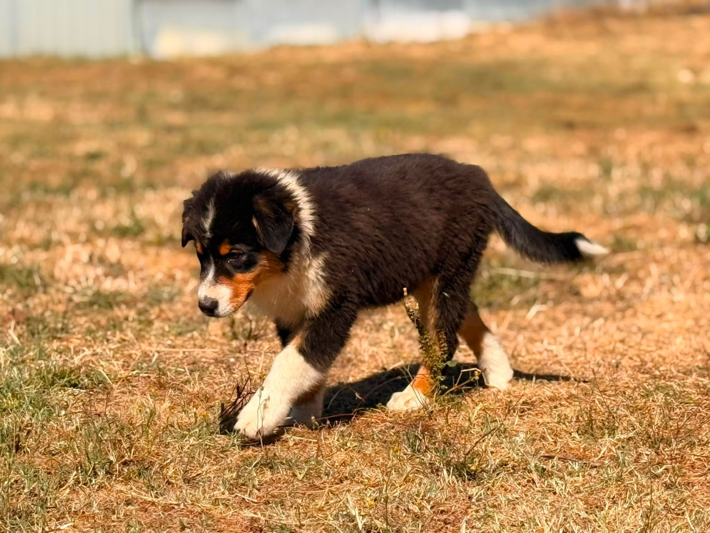 De La Vallée Du Bozançon - Chiots disponibles - Berger Australien