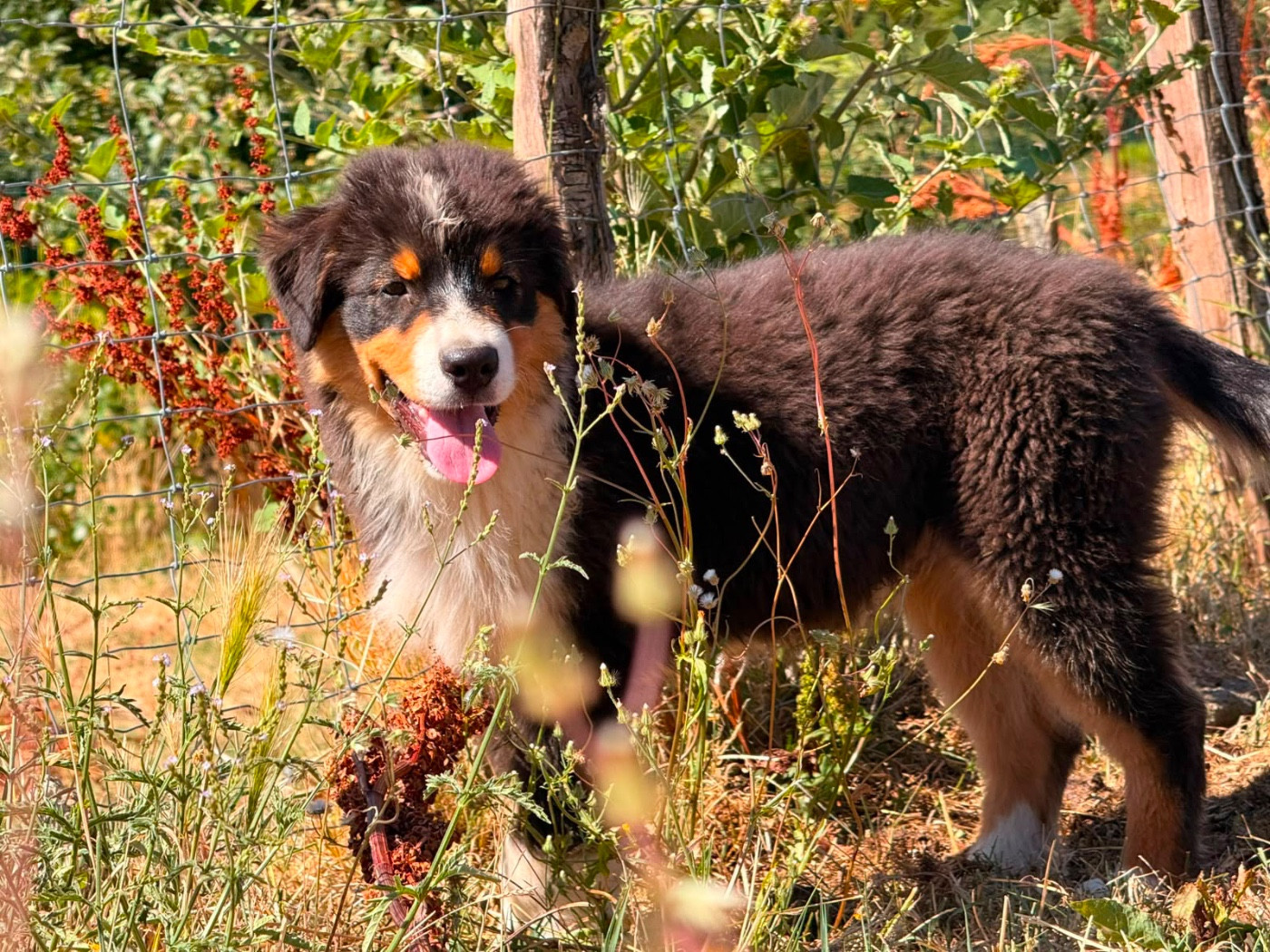 De La Vallée Du Bozançon - Chiots disponibles - Berger Australien