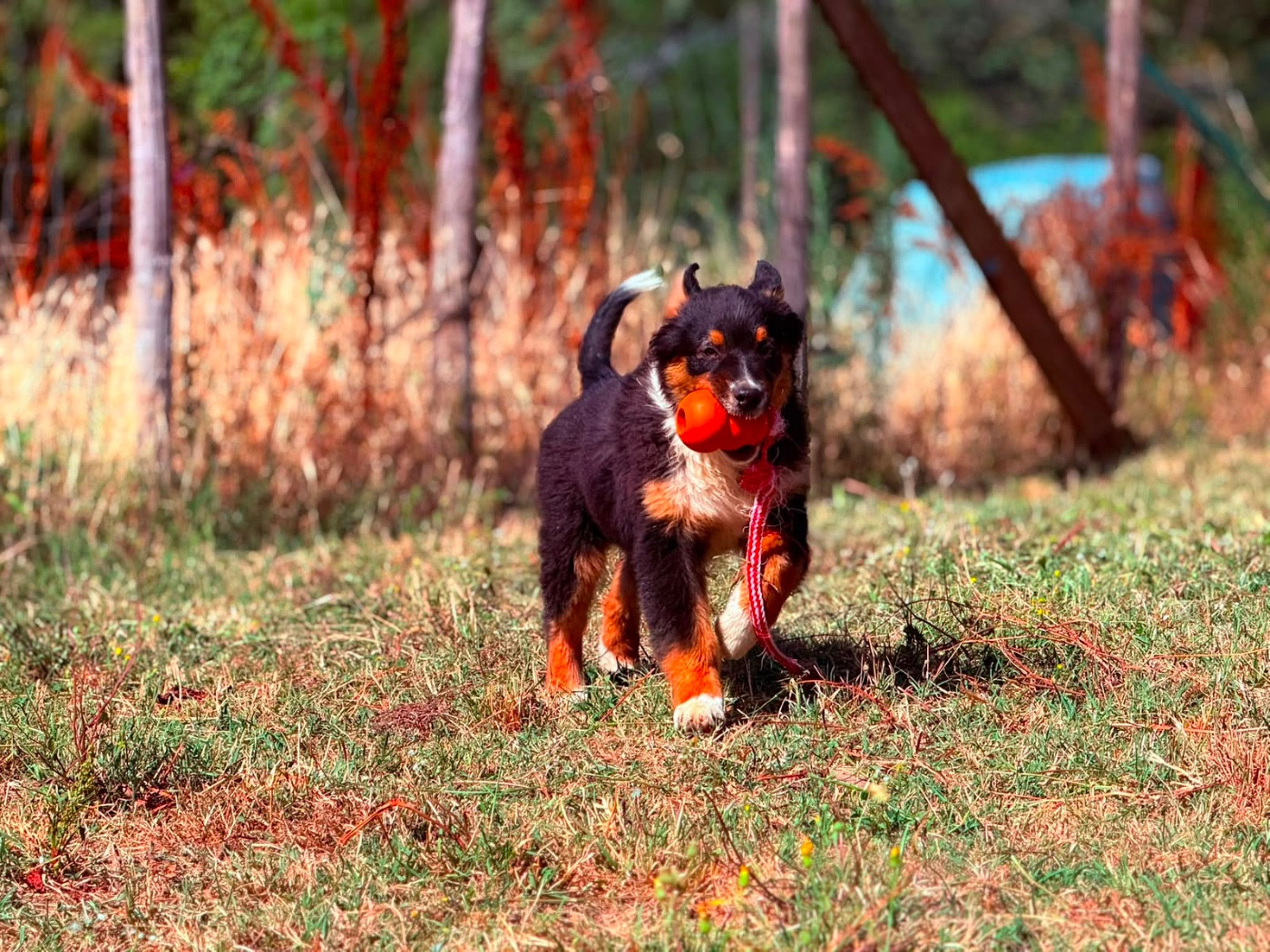 De La Vallée Du Bozançon - Chiots disponibles - Berger Australien