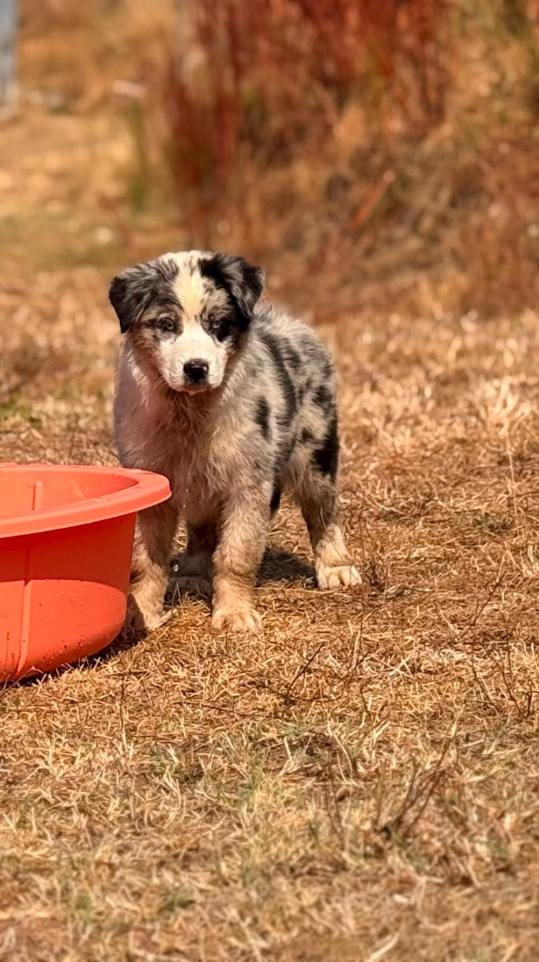 De La Vallée Du Bozançon - Chiots disponibles - Berger Australien