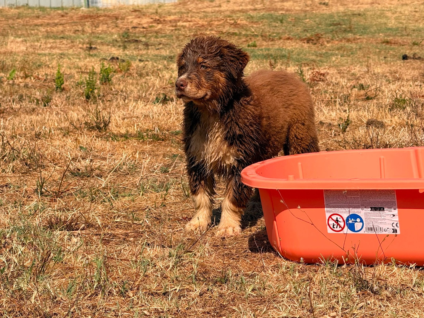 De La Vallée Du Bozançon - Chiots disponibles - Berger Australien