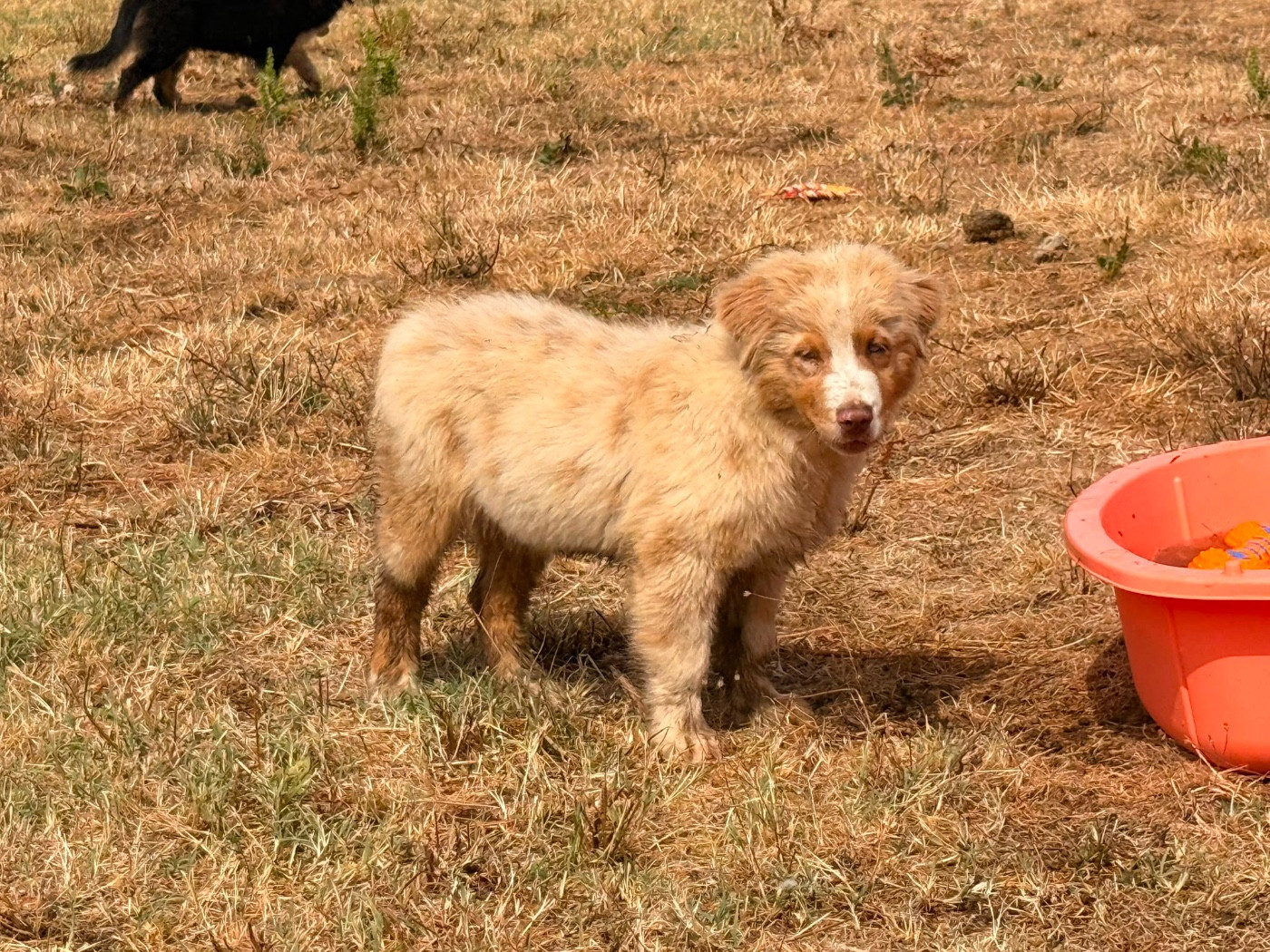 De La Vallée Du Bozançon - Chiots disponibles - Berger Australien