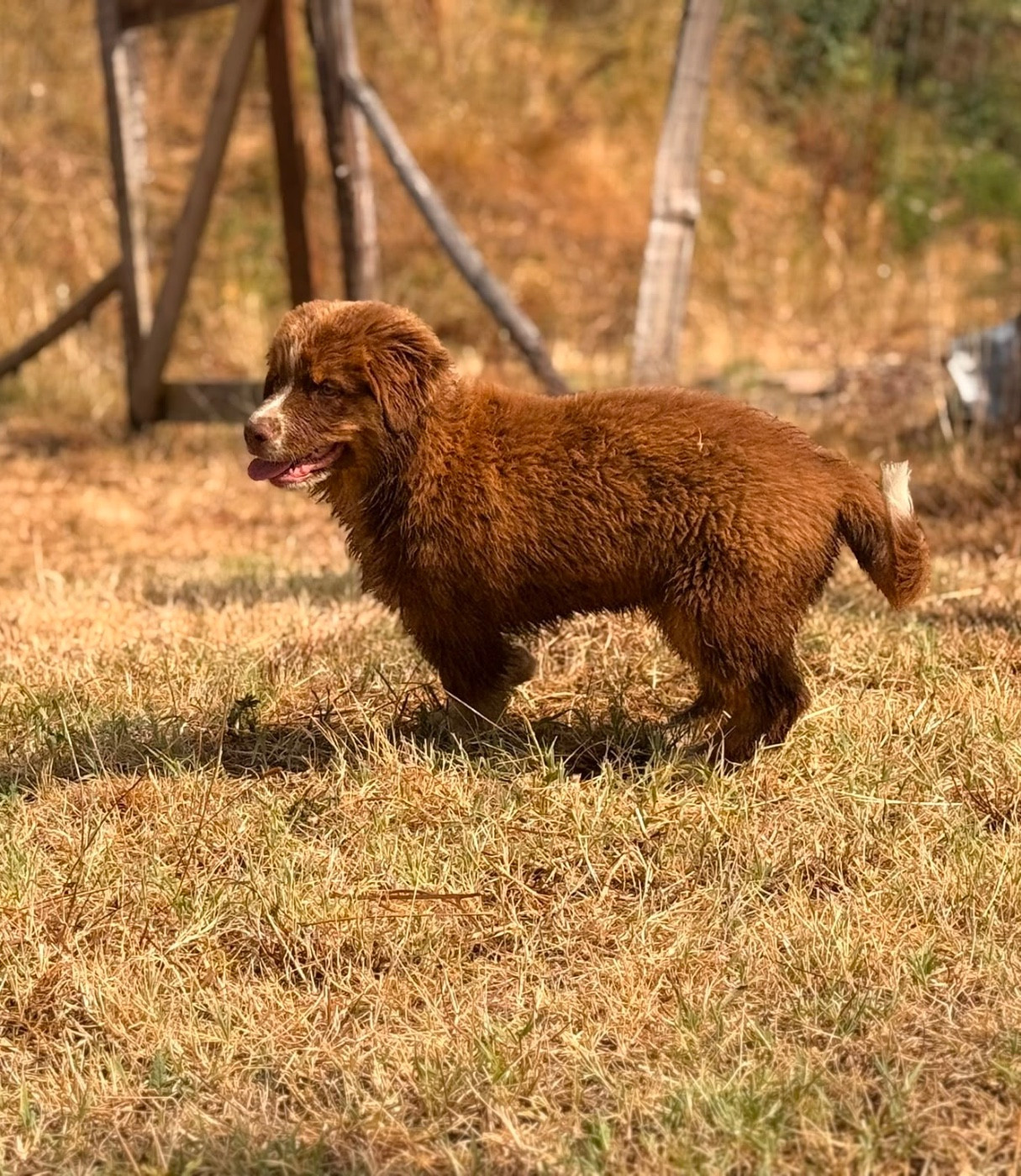 De La Vallée Du Bozançon - Chiots disponibles - Berger Australien