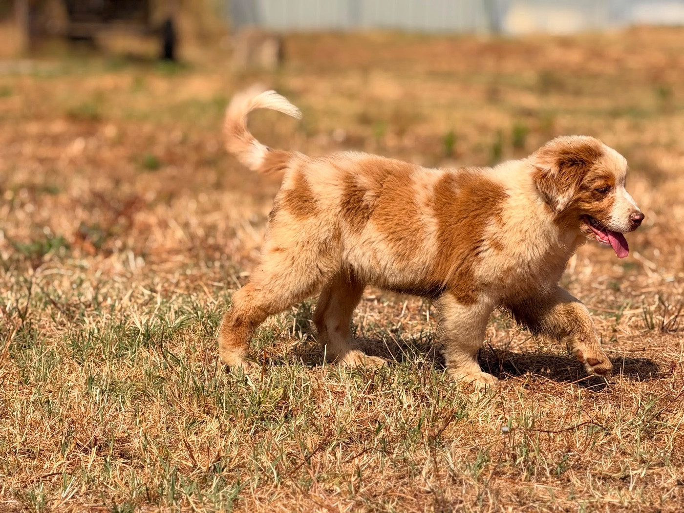 De La Vallée Du Bozançon - Chiots disponibles - Berger Australien