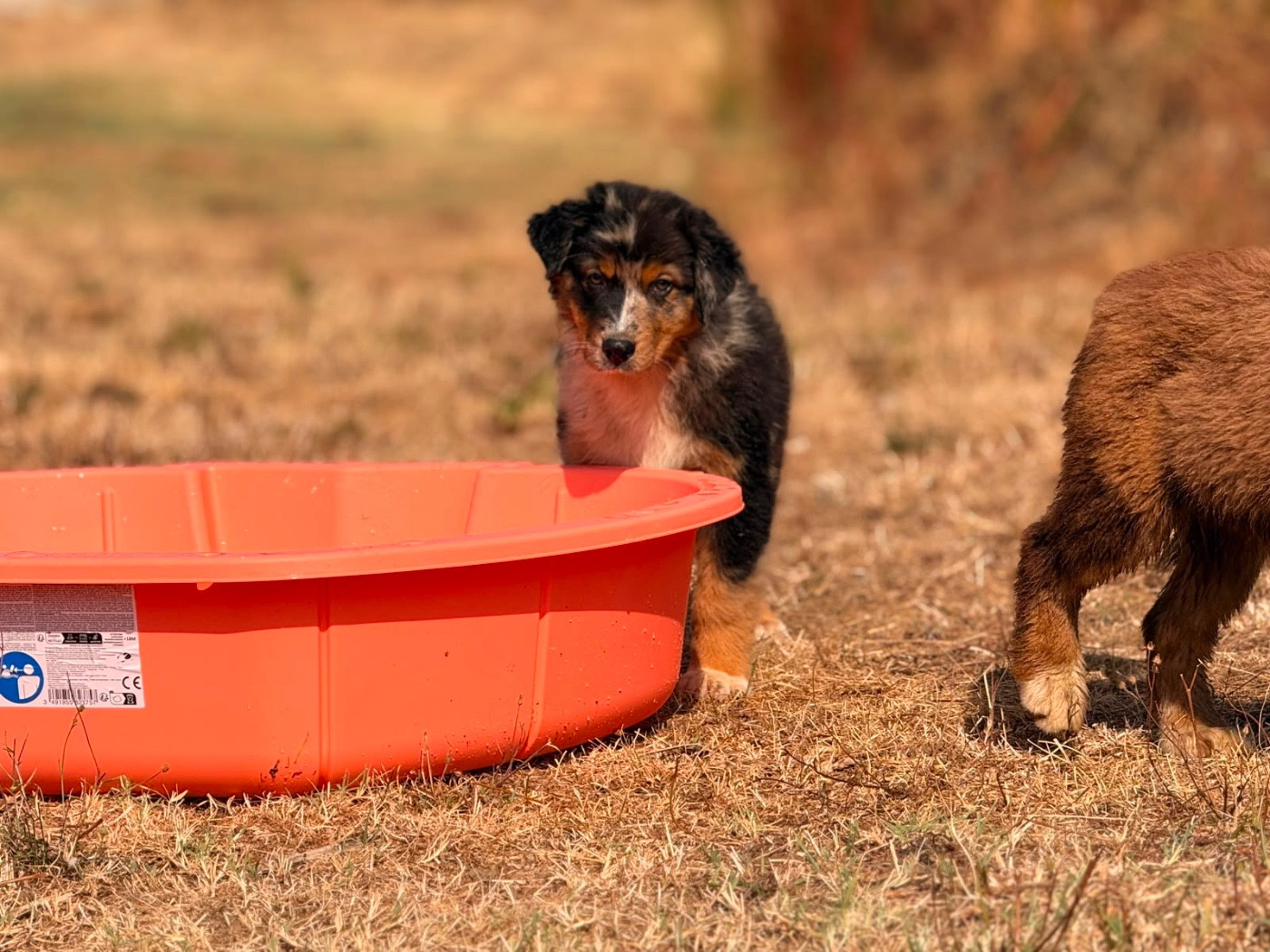 De La Vallée Du Bozançon - Chiots disponibles - Berger Australien