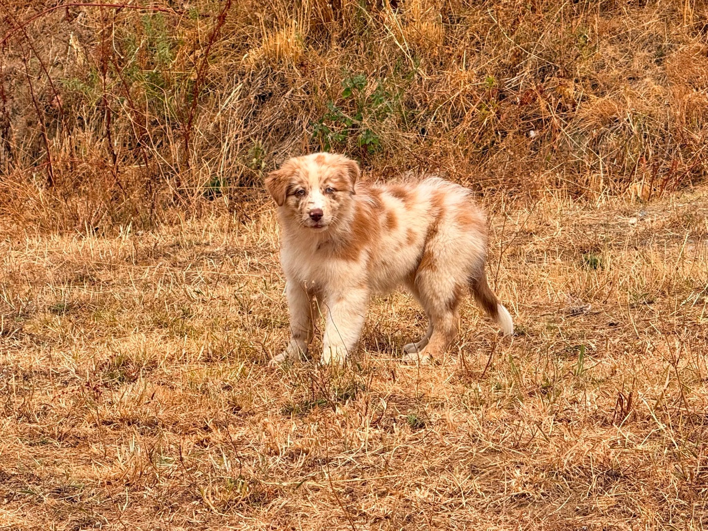 De La Vallée Du Bozançon - Chiots disponibles - Berger Australien