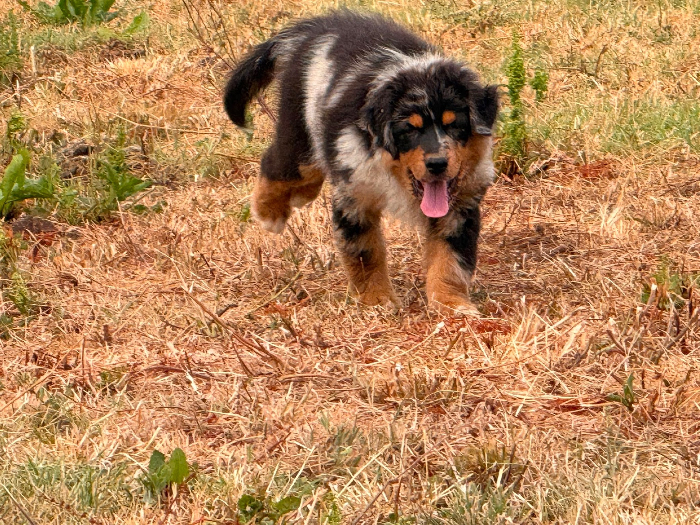 De La Vallée Du Bozançon - Chiots disponibles - Berger Australien