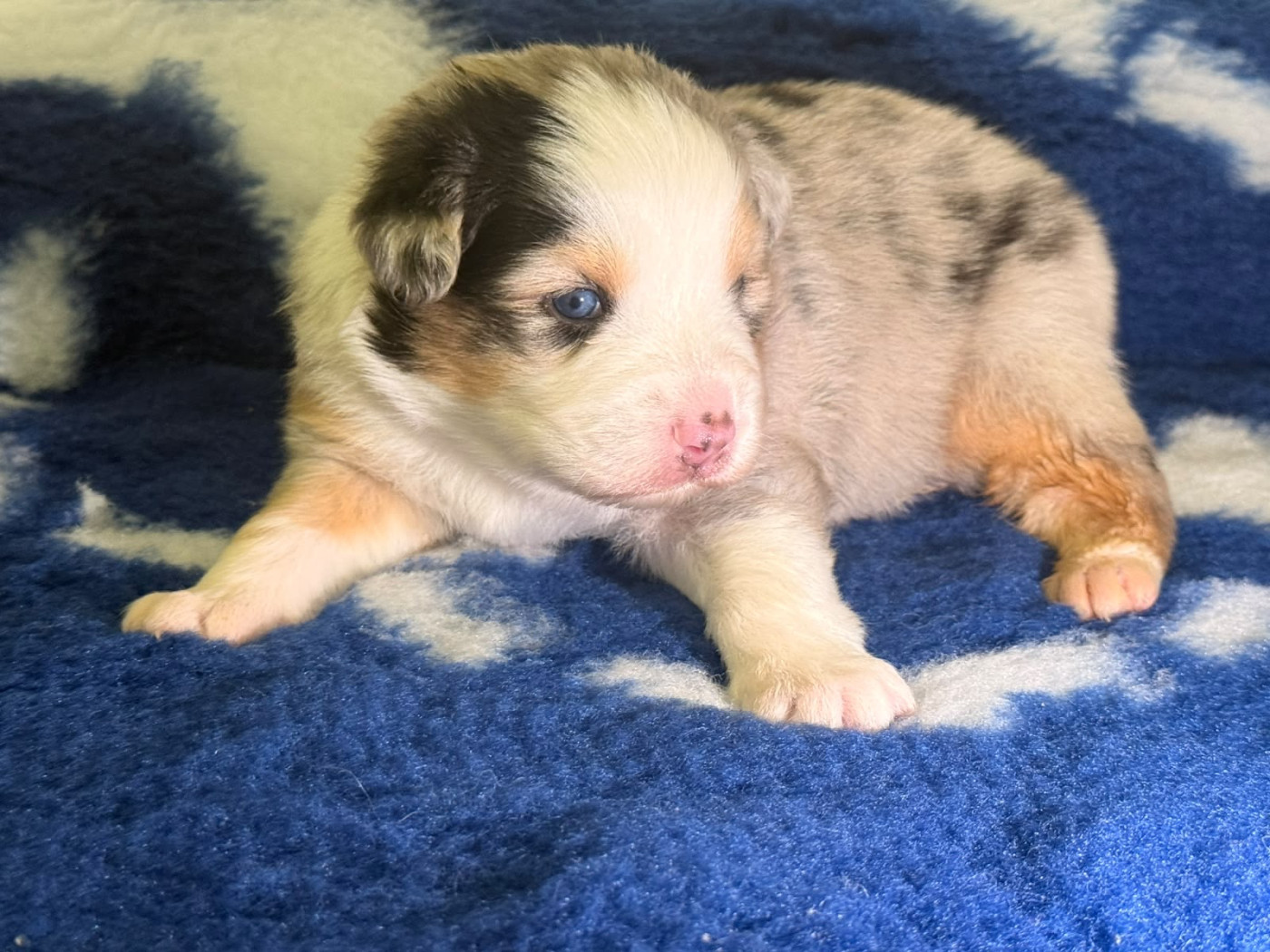 De La Vallée Du Bozançon - Chiots disponibles - Berger Australien