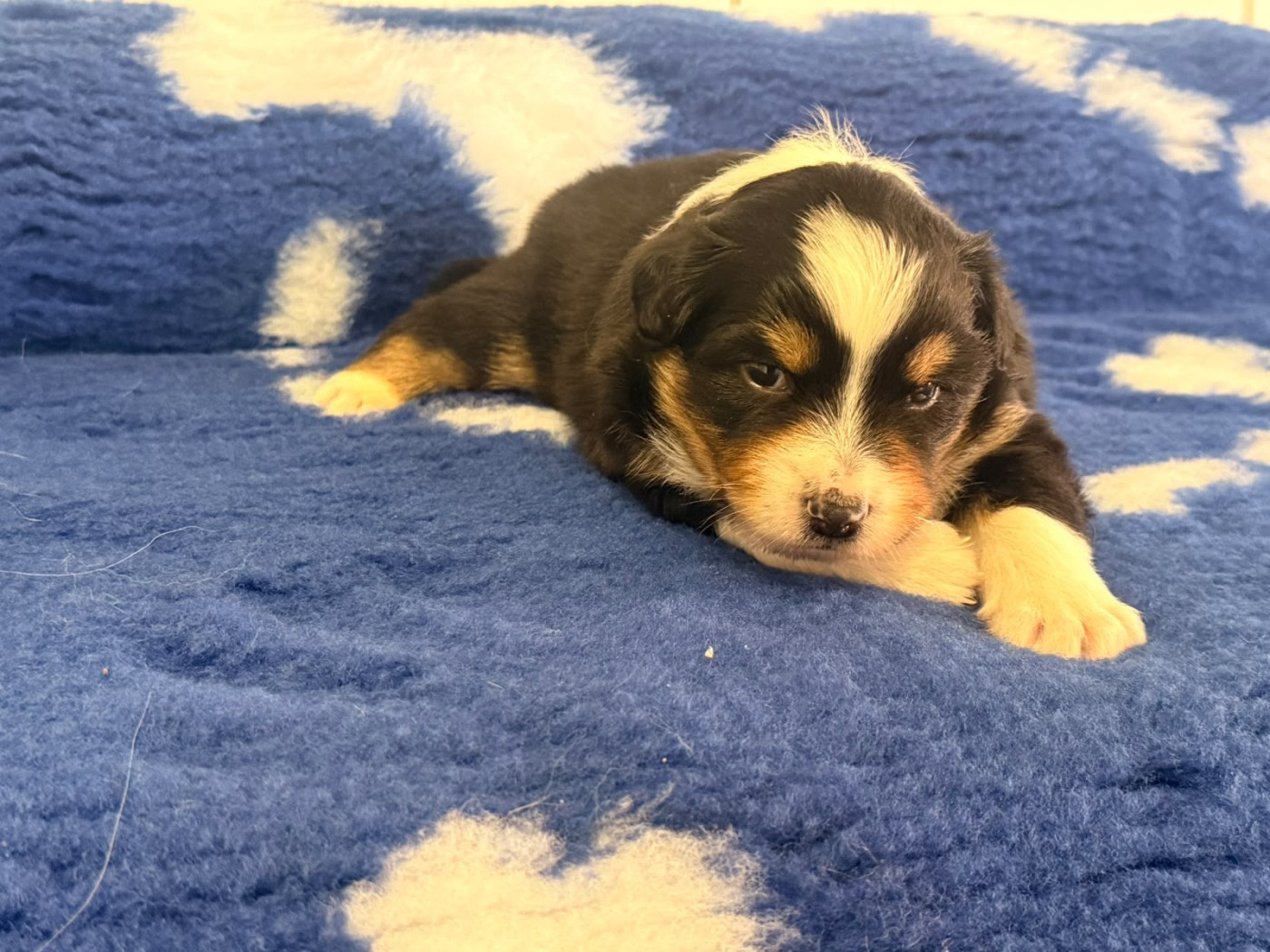 De La Vallée Du Bozançon - Chiots disponibles - Berger Australien