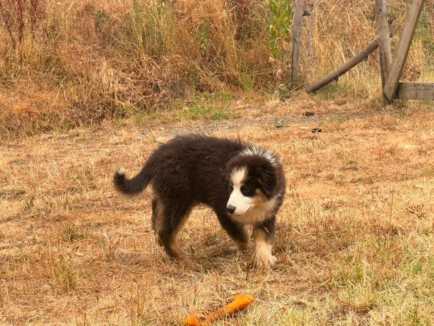 De La Vallée Du Bozançon - Chiots disponibles - Berger Australien