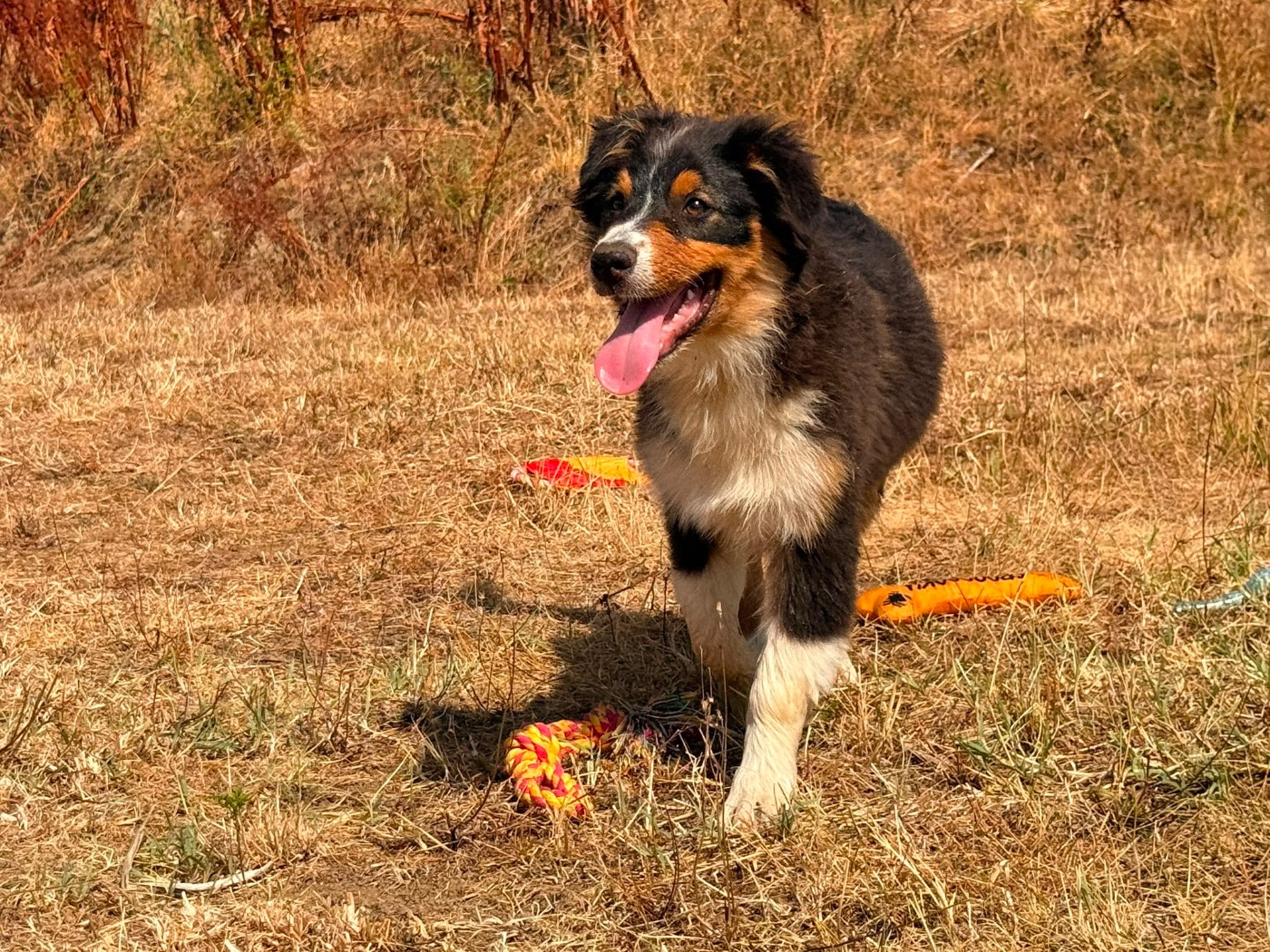 De La Vallée Du Bozançon - Chiots disponibles - Berger Australien