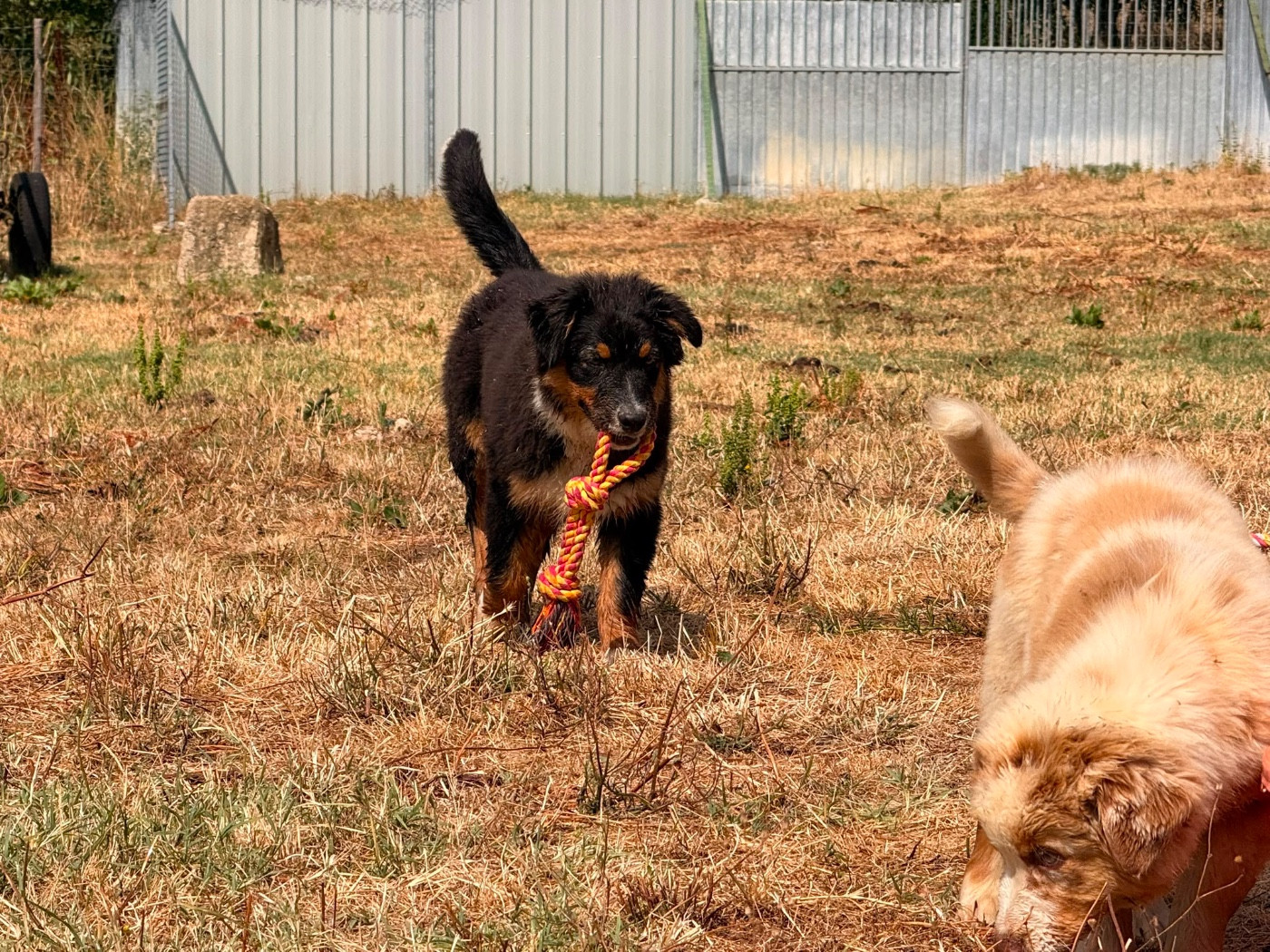 De La Vallée Du Bozançon - Chiots disponibles - Berger Australien