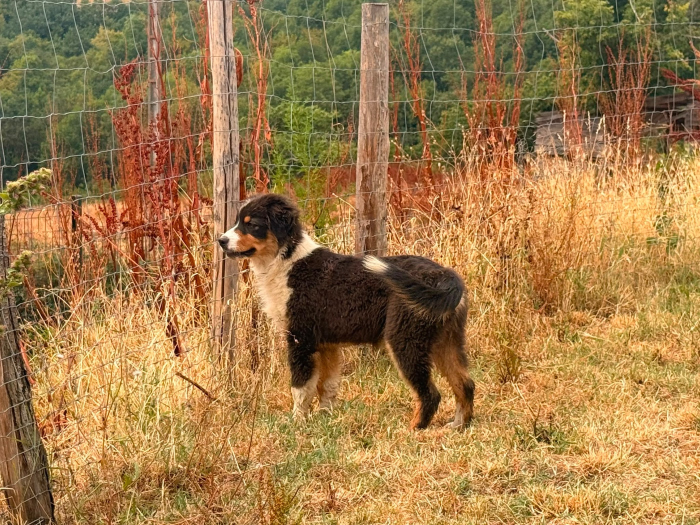 De La Vallée Du Bozançon - Chiots disponibles - Berger Australien