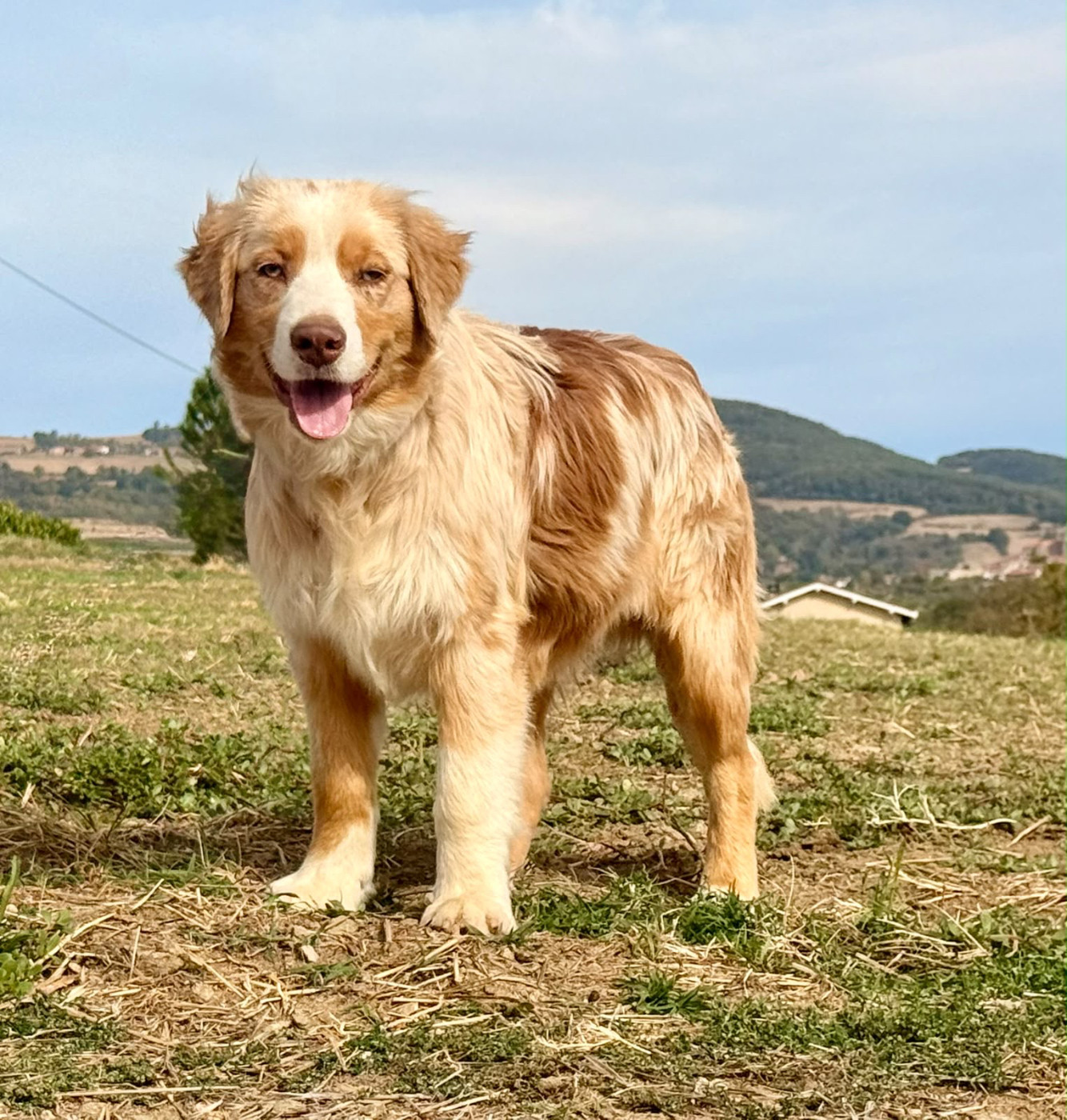 De La Vallée Du Bozançon - Chiots disponibles - Berger Australien