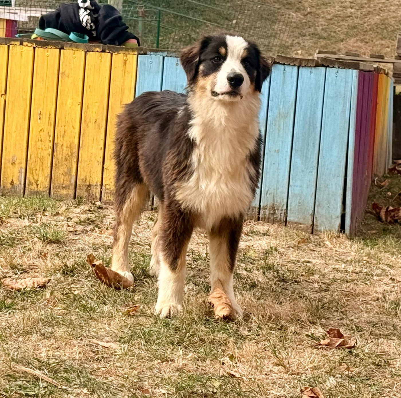 De La Vallée Du Bozançon - Chiots disponibles - Berger Australien