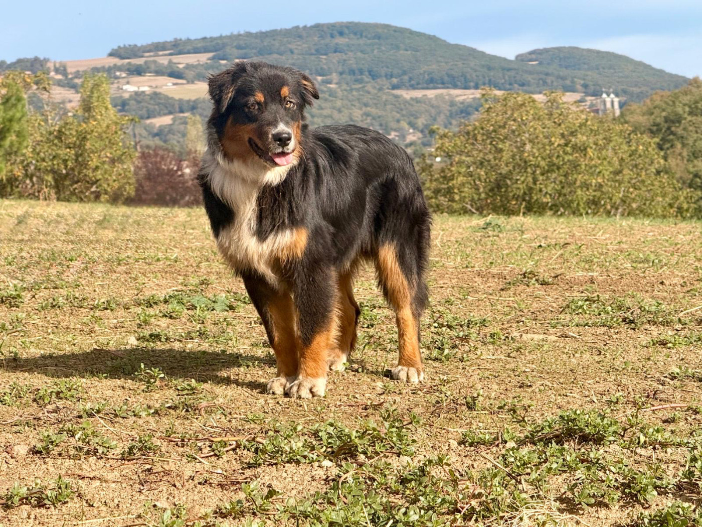 De La Vallée Du Bozançon - Chiots disponibles - Berger Australien