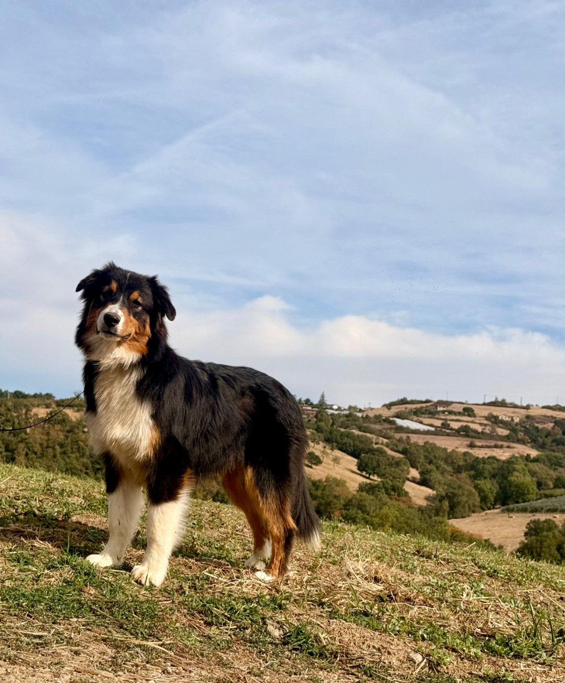 De La Vallée Du Bozançon - Chiots disponibles - Berger Australien