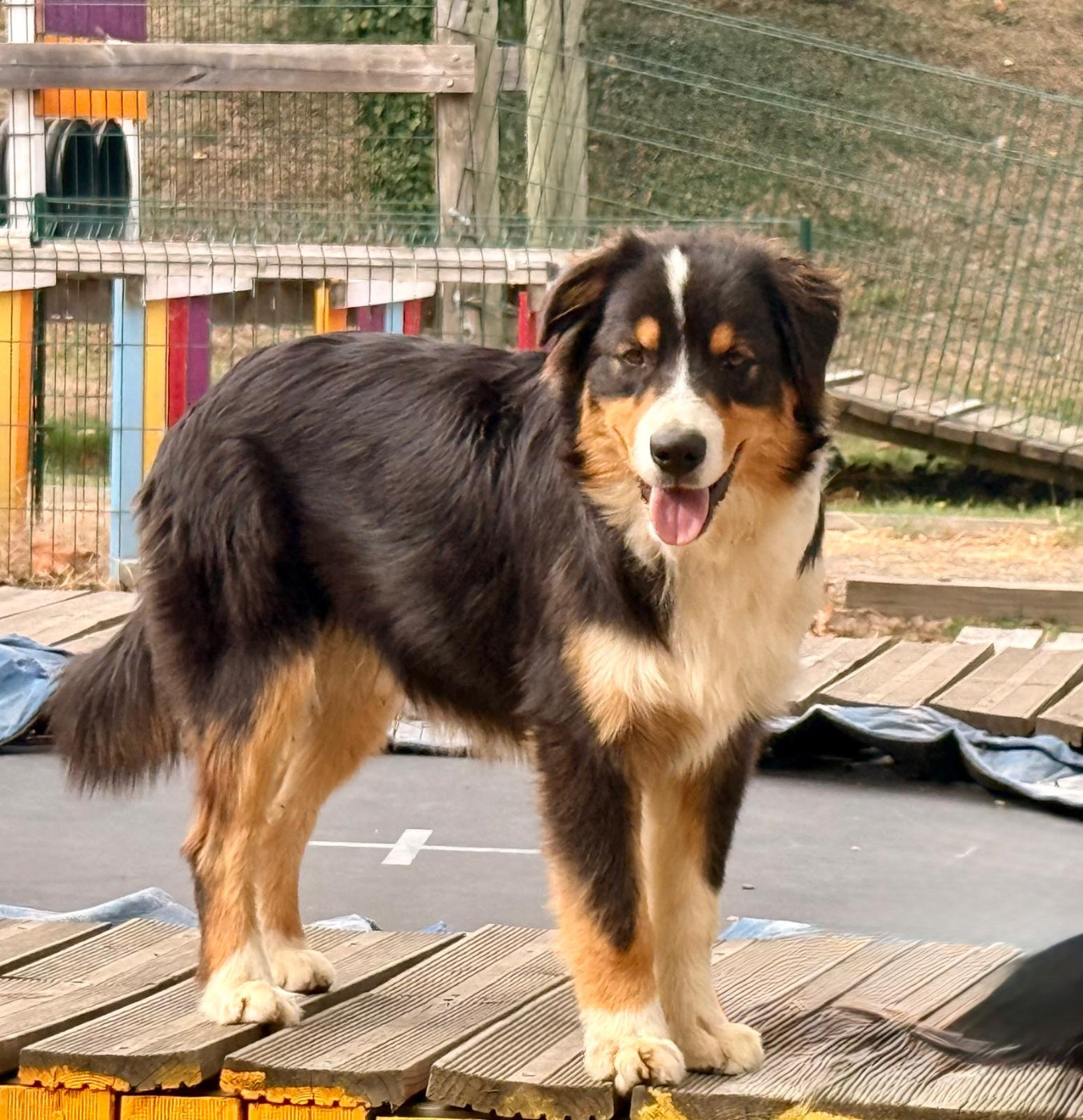 De La Vallée Du Bozançon - Chiots disponibles - Berger Australien