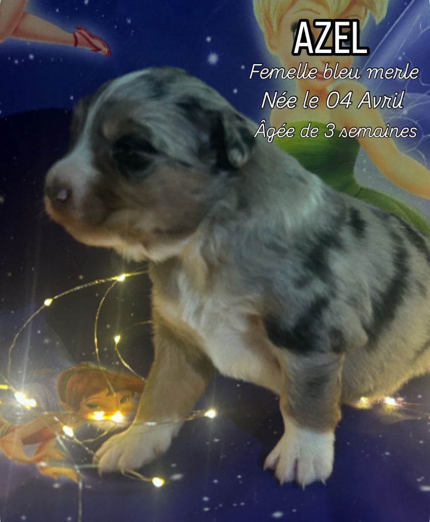 De La Vallée Du Bozançon - Chiots disponibles - Berger Australien