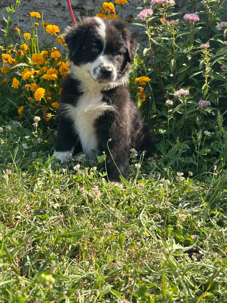 De La Vallée Du Bozançon - Chiots disponibles - Berger Australien