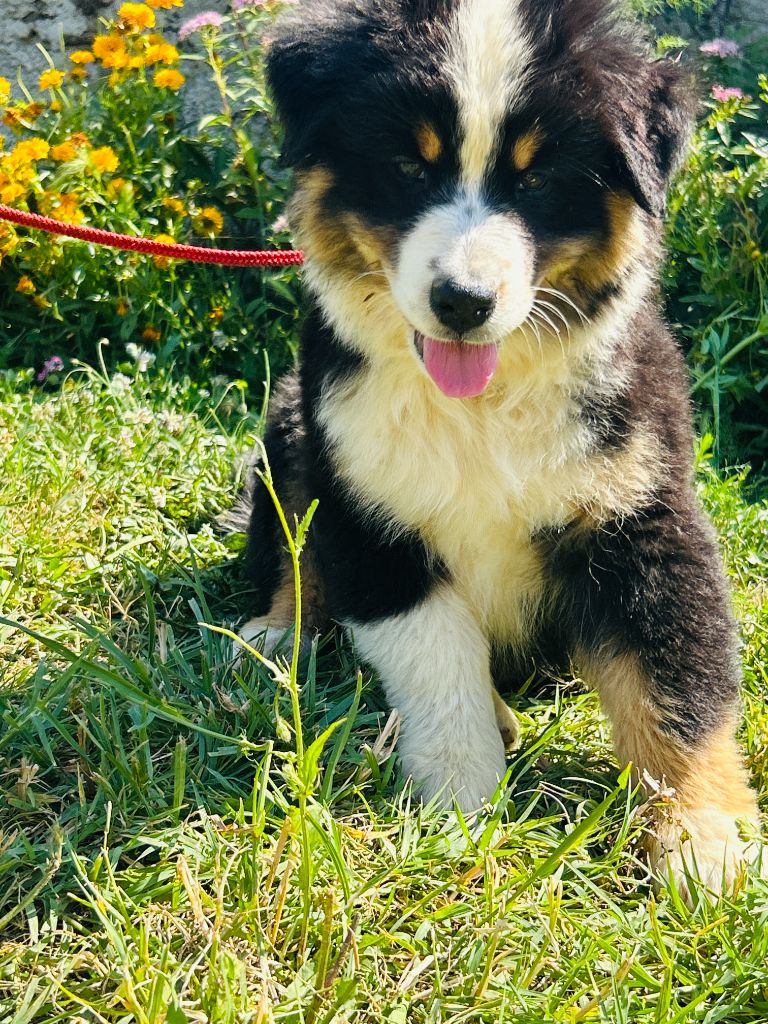 De La Vallée Du Bozançon - Chiots disponibles - Berger Australien