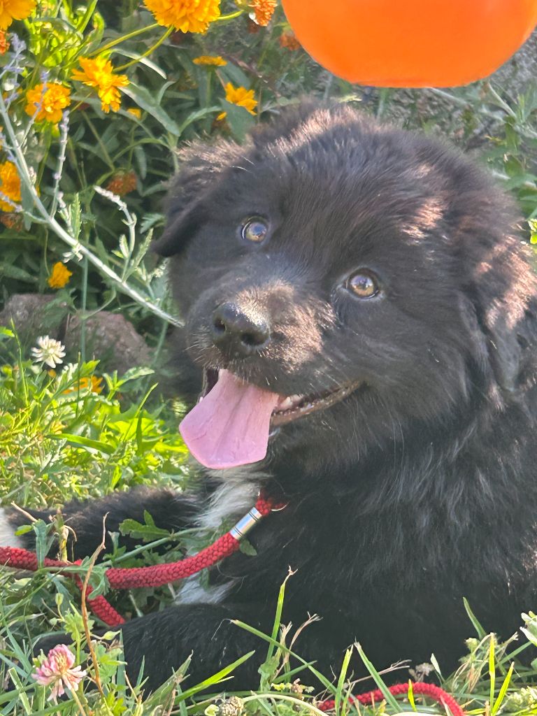 De La Vallée Du Bozançon - Chiots disponibles - Berger Australien