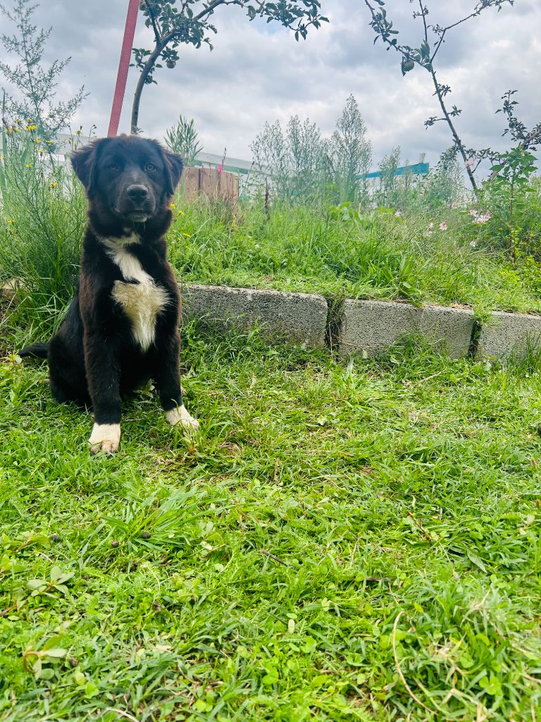 De La Vallée Du Bozançon - Chiots disponibles - Berger Australien