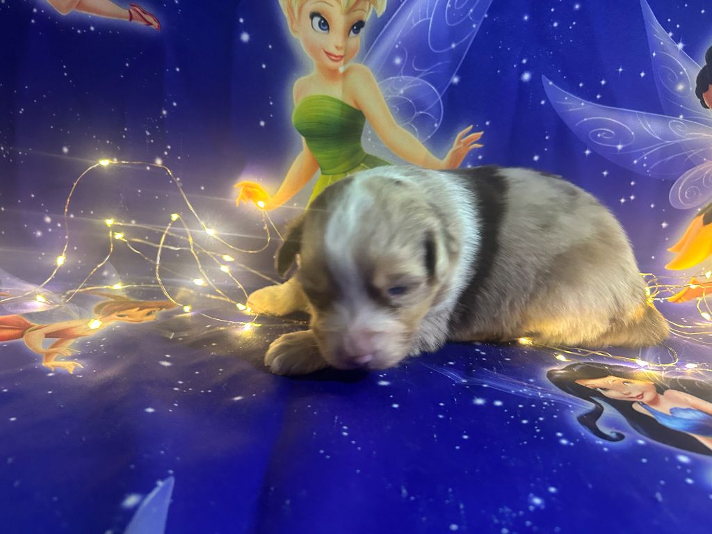 De La Vallée Du Bozançon - Chiots disponibles - Berger Australien