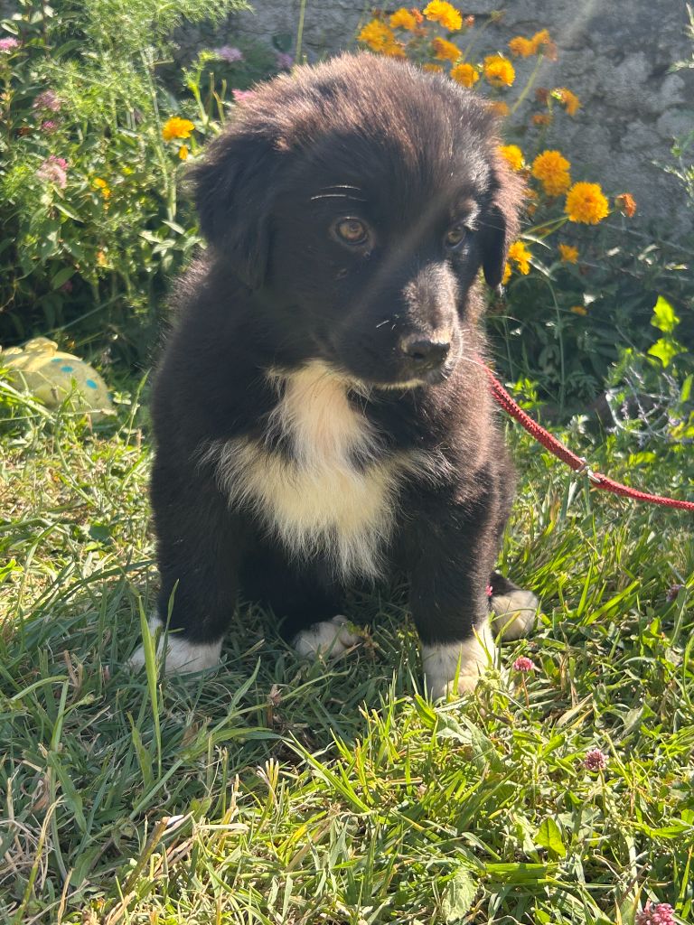 De La Vallée Du Bozançon - Chiots disponibles - Berger Australien