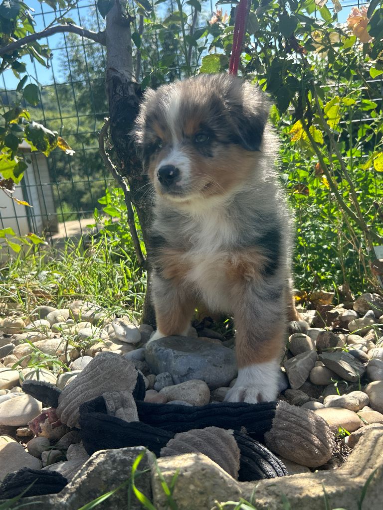 De La Vallée Du Bozançon - Chiots disponibles - Berger Australien