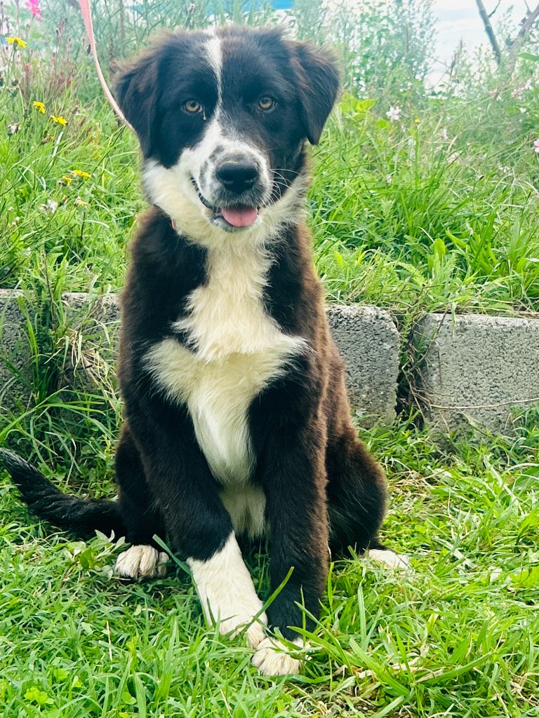 De La Vallée Du Bozançon - Chiots disponibles - Berger Australien