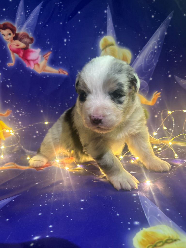 De La Vallée Du Bozançon - Chiots disponibles - Berger Australien
